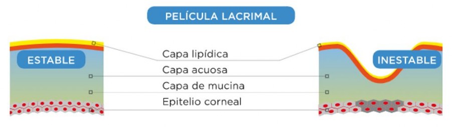 composicion de la pelicula lagrimal composicion de la pelicula lagrimal